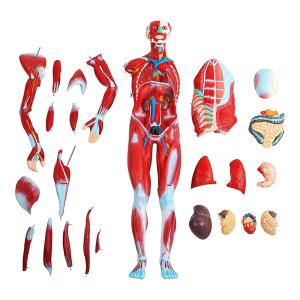80cm 27 Parts Muscle Model Anatomy For Medical Learning