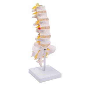 Quality Lumbar Vertebrae Spinal Column Anatomical Skeleton Model For Medical Demonstration Life Size for sale