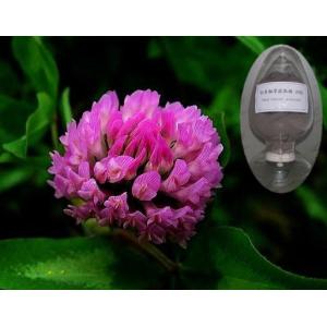 Trifolium pratense L. With 8%,20%,40% Isoflavones benefits healthcare ingredient