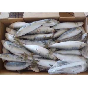 China Fresh 75g Sardinops Melanostictus Frozen Sardine Fish on sale