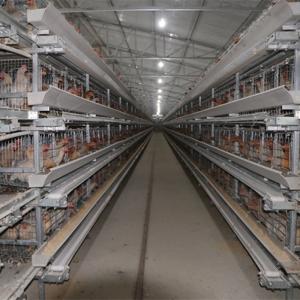 China 4tier H Type 128 Birds Chicken Layer Cage With Belt Automatic Cleaning System on sale