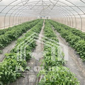Economical Tunnel Greenhouse with Side Ventilation for Plant Growth