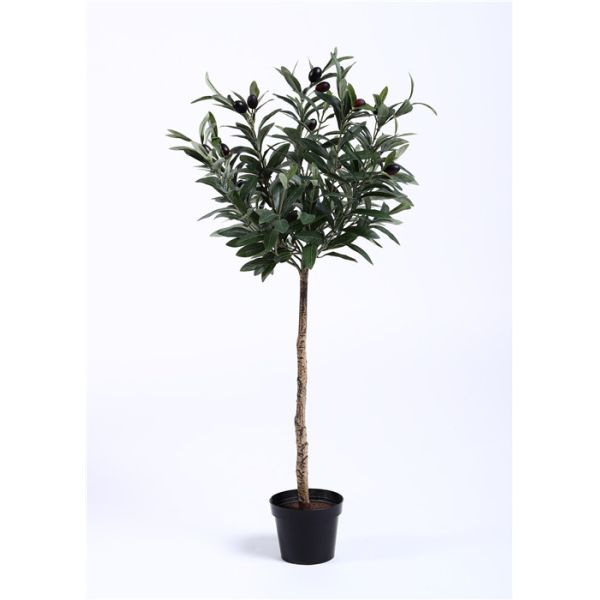 Rejuvenating Olive Tree Bonsai Regal Stature Command Attention Environmental