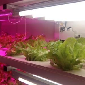 Indoor Hydroponics Commercial Microgreen Growing System with JX-Container