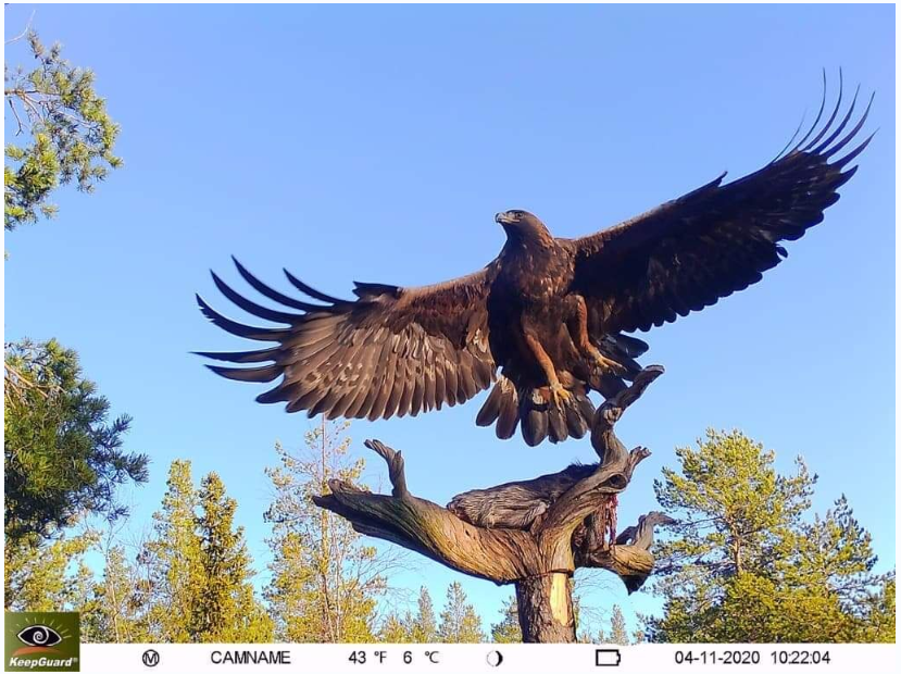 Outdoor Hunting Camera 30Mp 1080P Trail Wildlife Camera With MMS SMTP FTP