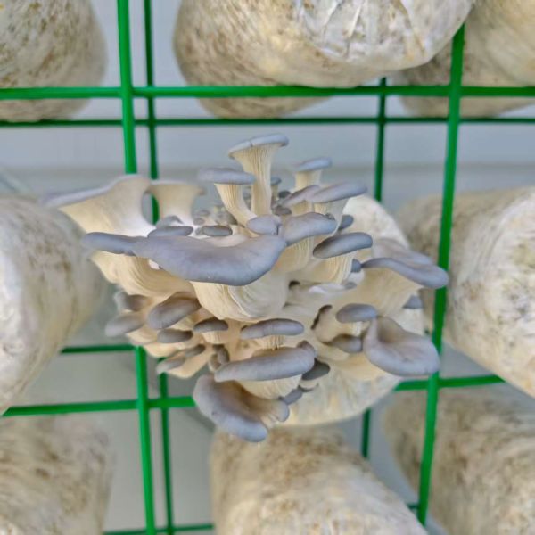 Buy Efficient Resource Utilization High Productivity Mushroom Cultivation Container at wholesale prices