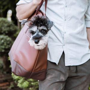 Amazing design new style Soft pet carrier travel