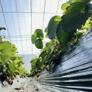 Optimize Growth with Sunlight and Spray Irrigation Flower Planting Greenhouse