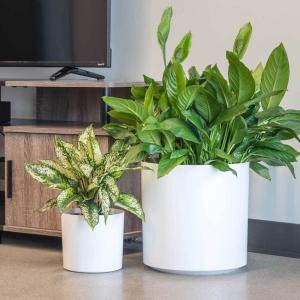 Get the Best Deals on Durable and Stylish Fiberglass Flower Pots for Your Garden