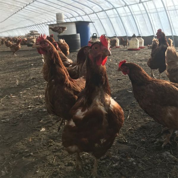 PE Film Passive Solar Powered Greenhouse With Winter Heating System