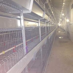 Front Door A Type Layer Cages , 2.3mm - 4.2mm Wire Dia Automatic Chicken Cage
