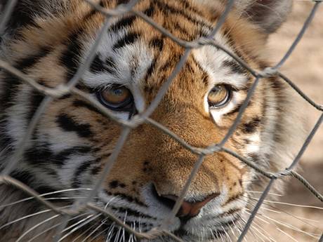 There is a handwoven rope mesh tiger fencing with a tiger in it.