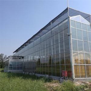 Cold Frame High Tunnel Venlo Glass Greenhouse With Hydroponic Growing System