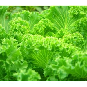 Juxiang Leafy Vegetable Greenhouse Department jx-cg-0003 Shipping Container