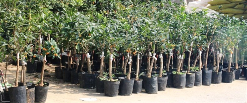 Durable whole sales black plastic seedling pot small square shape nursery pot