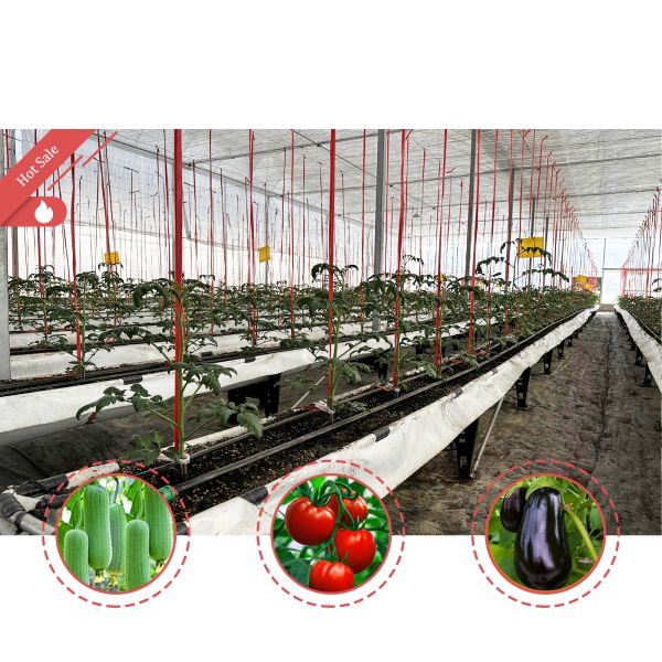 Buy Micro-sprinkler System Galvanized Steel Frame Greenhouse 6m-12m Span with 150/200micron PE Film at wholesale prices