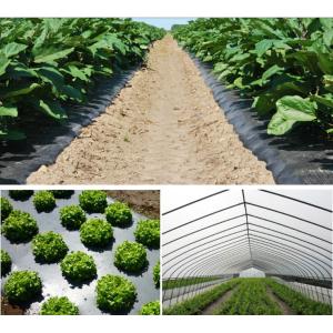 Agricultural PE Film, Agriculture Polyethylene, Film, mulch films, horticultural