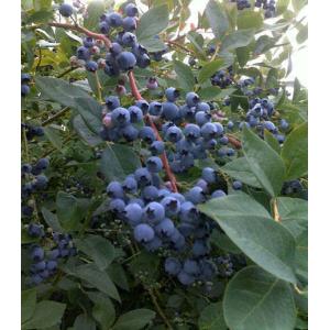 no pigment no essence Blueberry Powder/Natural Fruit Nutritional Blueberry