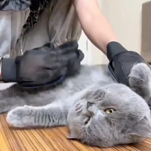 Best-Selling Silicone Pet Grooming Gloves | Essential Pet Care Stock
