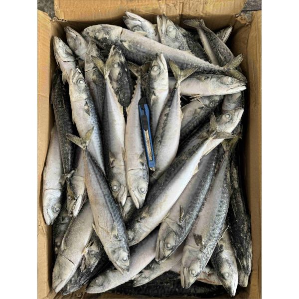 BQF Pacific Mackerel 100 200g For Seafood Market