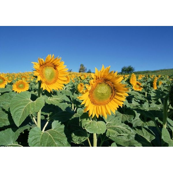 Buy Thiamethoxam 25% WDG/insecticide/Granule at wholesale prices