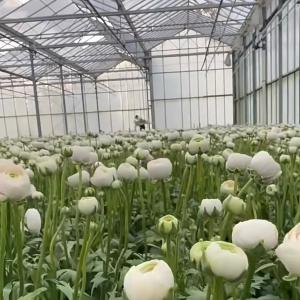 Steel Structure Double Layer Venlo Glass Greenhouse for Hydroponic Production