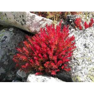 Rhodiola Rosea Extract Salidroside powder Rosavin powder--Rhodiola rosea L