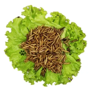 Quality Fine Texture Black Soldier Fly Powder - Enriched with High Fiber for sale