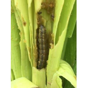 Organic Pesticides Factory Cruciferous Vegetables Spodoptera Exigua Pest Killing
