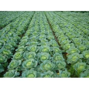 Organic Farm Insecticide bio pesticide manufacturers for Sustainable and Natural