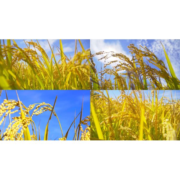 Custom Blend Soil Disease Control Potassium Organic Granular Fertilizer