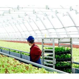Customized Snow Vibrator Greenhouse for Tomato Planting Single or Multi Span