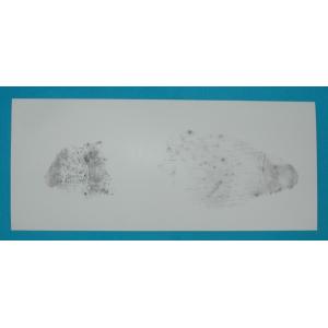 G025 Footprint lifting tape with white backing sheet