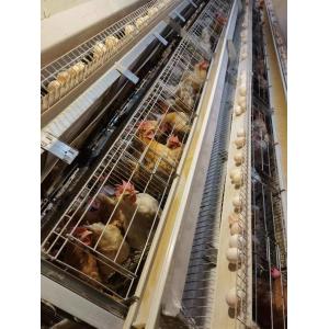 54-384 Birds/Set Layer Bird Cage , SONCAP Battery System Of Poultry Farming