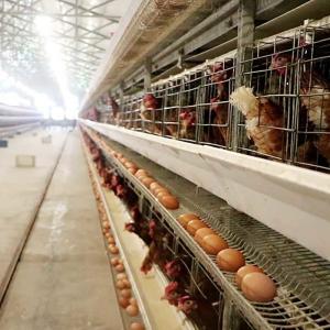 A Type Layer Poultry Chicken Cage System Hot Galvanized Q235 Steel Wire Material