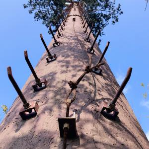 China Artificial Trees Telecommunication Q345 Steel Monopoles on sale