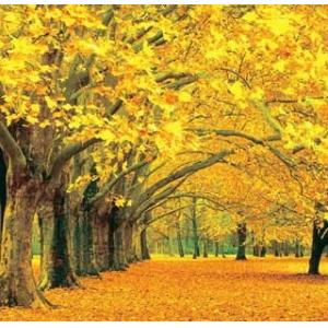 home decorative wall art 3d effect lenticular posters pp pet plastic buy flip