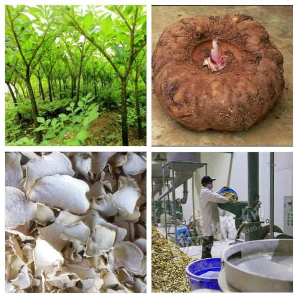 Konjac Root Extract Coffee Pudding Milk Chocolate Glucomannan Food Additive