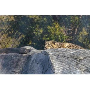 stainless steel wire rope mesh tiger fencing