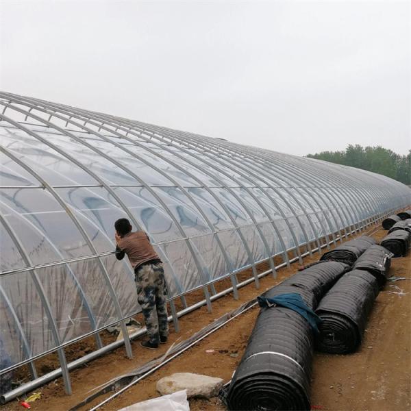 Buy Cold Area Winter Passive Solar Greenhouse Plastic Film Single Tunnel at wholesale prices