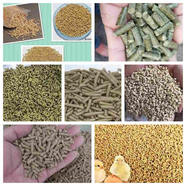 Chicken Beef Sheep Poultry Meal Pellet Mill Pelletizer Production Line Feed Pellet Production Line