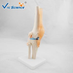 Medical Anatomical Ligament Plastic Knee Joint Anatomy Skeleton Model Of