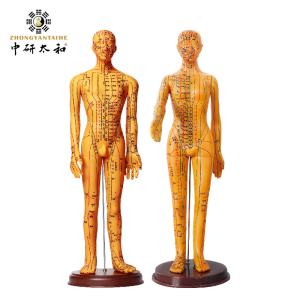 Acupuncture Model With Flexible Joints For Learning Body Structure