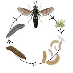 Quality Premium Quality Fine Powder Black Soldier Fly Powder in Natural Brown for sale