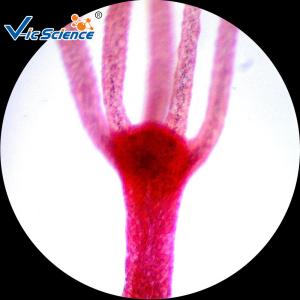 Medical Doctors 25pcs Biological Microscope Slides