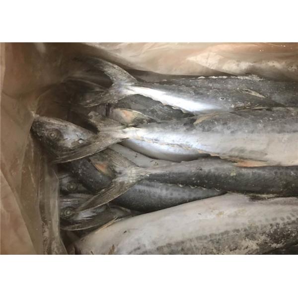 Bulk 700g 1000g Whole Round Frozen Spanish Mackerel