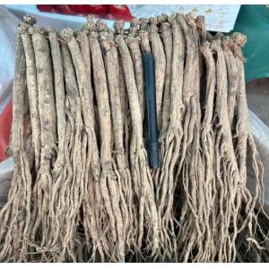Dang Shen Codonopsis Pilosula Root Chinese Herbal Medicines