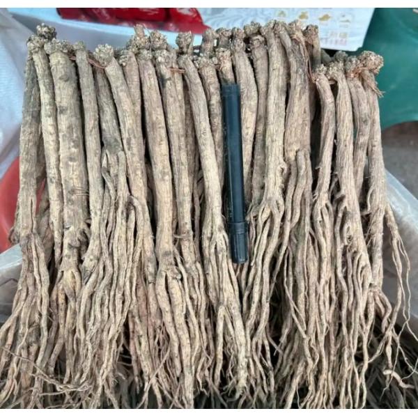 Buy Dang Shen Codonopsis Pilosula Root Chinese Herbal Medicines at wholesale prices