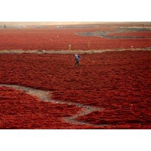 Dehydrated Vegetables Paprika Dried Red Chilli Peppers Spices And Herbs