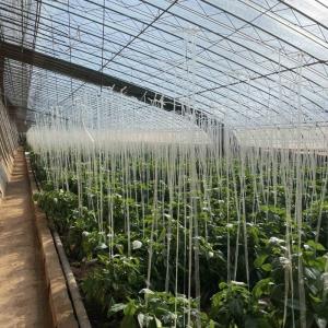 Optimize Growth with Sunlight and Spray Irrigation Flower Planting Greenhouse